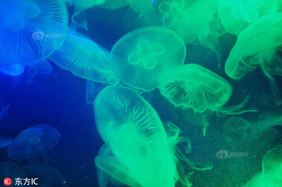 今天也沒變成玩偶呢