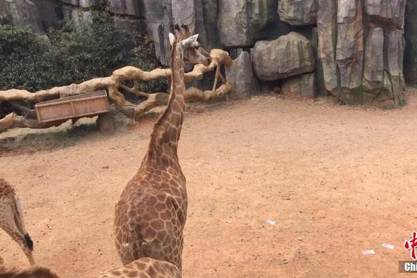 奶茶與花臂by只有三根頭發(fā)