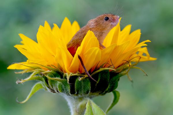 《宴遇永安》免費觀看