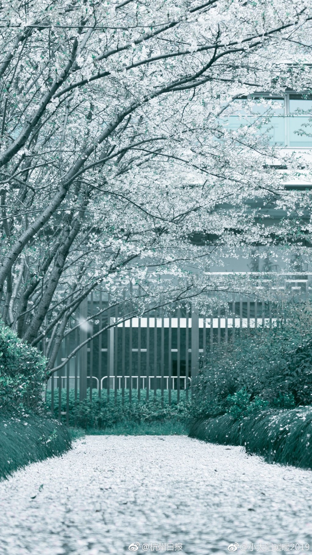 穿成白蓮太子妃后