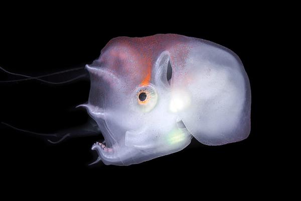 都市邪皇秋寒夜