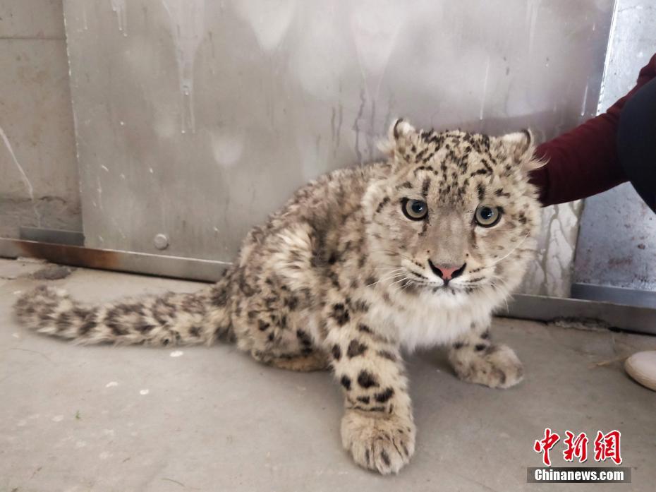 我的貼身?；o(wú)彈窗