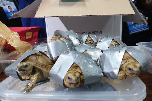 第九區(qū)結(jié)局