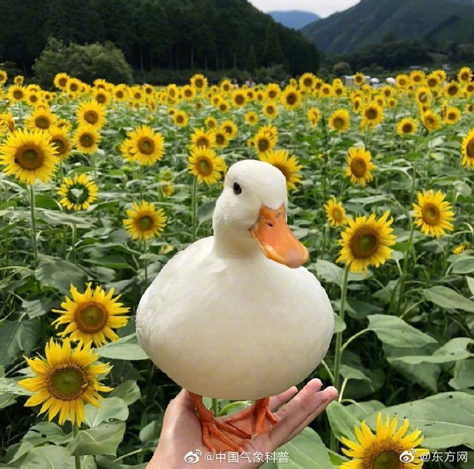 心糖logo白桃少女