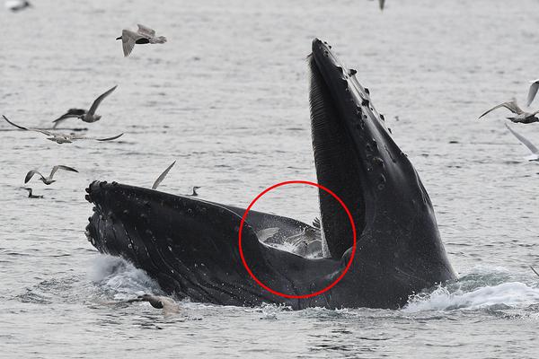 廢土特產(chǎn)供應商