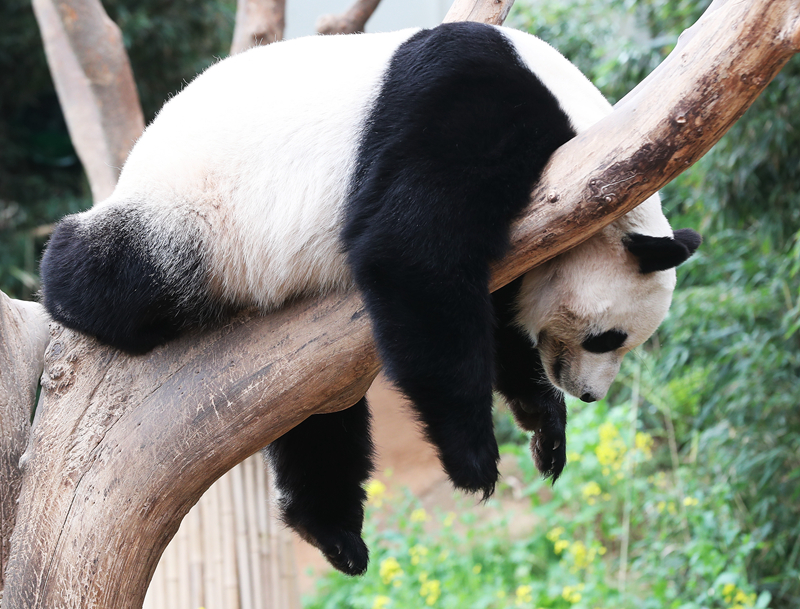 春江花月夜朗誦