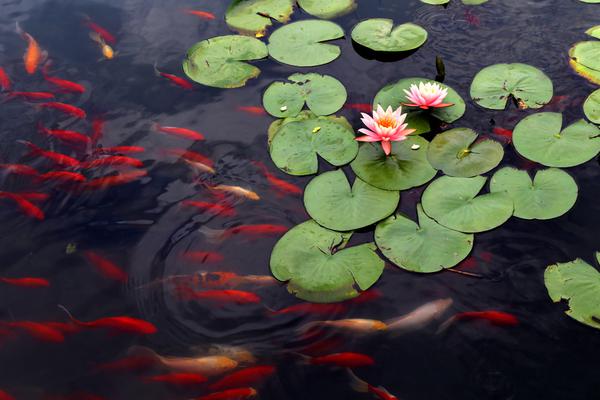 絕世神醫(yī)腹黑大小姐 小說