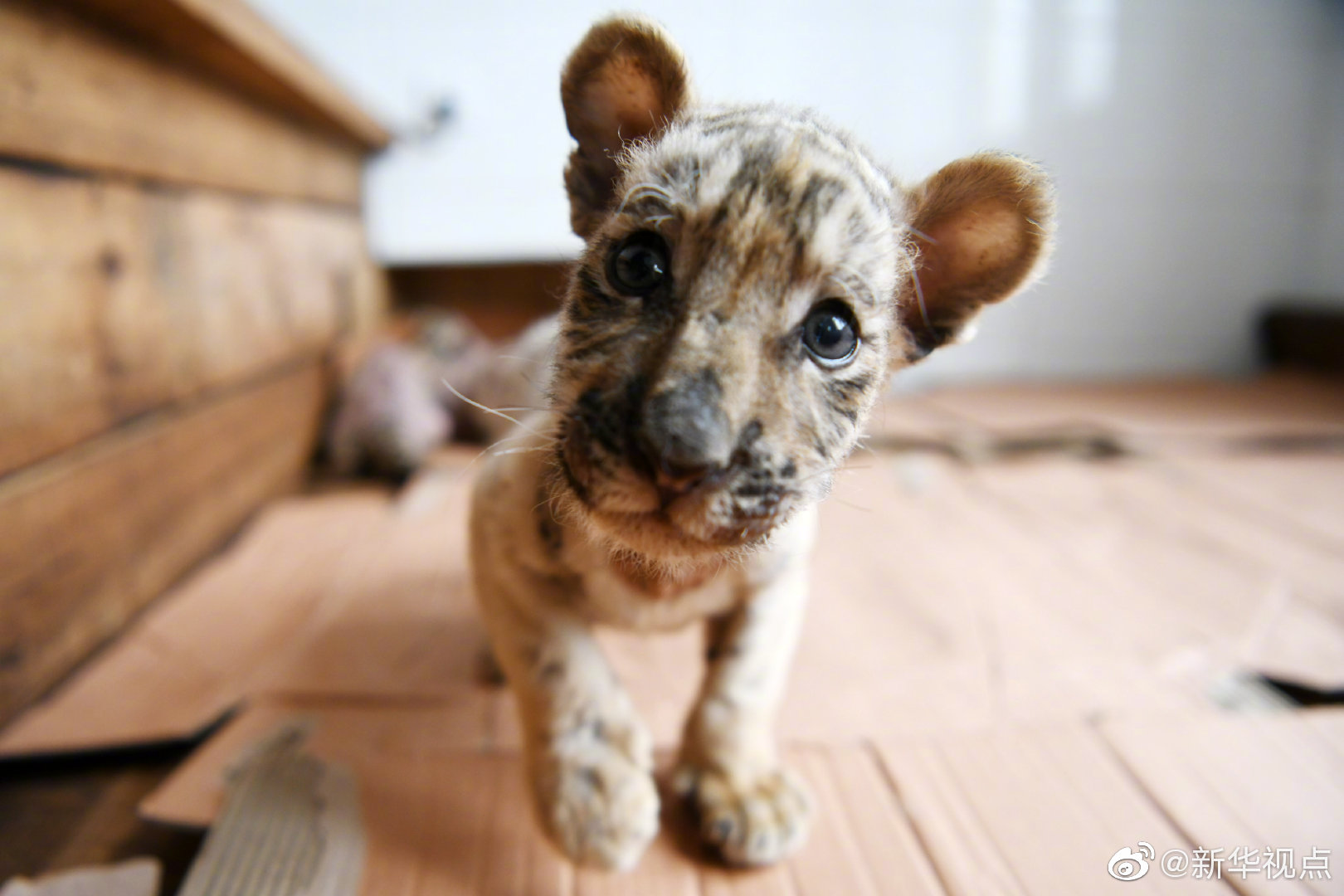 我的微信通龍宮