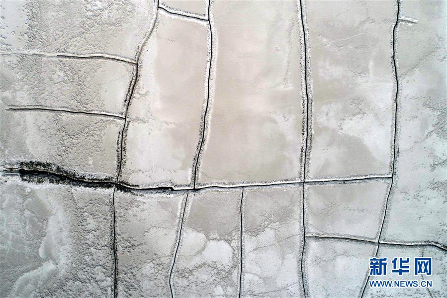 直男艾草的日常全文免費閱讀